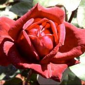 Oklahoma rose