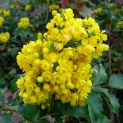 List Of State Flowers Symbols Usa Oregon Grape Mahonia Aquifolium