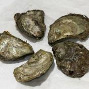 Ostrea lurida oysters, the official state oyster of Washington state