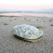 Eastern oyster