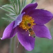 Pasque flower and bee