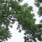 Pecan tree in July