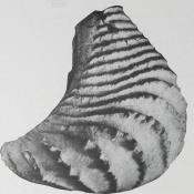 Pterotrigonia fossil
