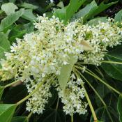 Pua Kukui; candlenut tree blossoms