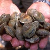 Hard clams (Mercenaria mercenaria), commonly called quahaugs