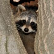 Raccoon peeking from tree