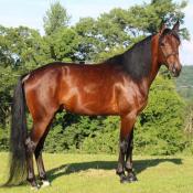 Racking horse stallion 