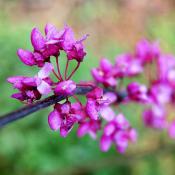 Eastern redbud tree blossoms (Cercis canadensis) 