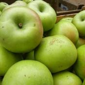 Rhode Island greening apples