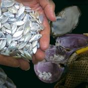 Tennessee river pearls