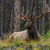 Rocky Mountain elk bull