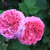 Lokelani rose (pink Damask rose; Rosa damascena)