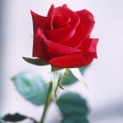 Rose: America's National Flower