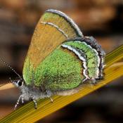 Sandia Hairstreak butterfly (Callophrys mcfarlandi)