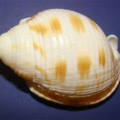 Scotch bonnet shell (Semicassis Granulata)