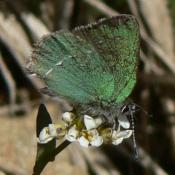 Sheridans green hairstreak butterfly