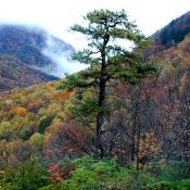 Mountain Bridge Wilderness Area in South Carolina