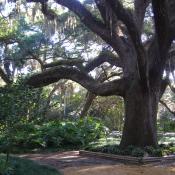 Southern live oak (Quercus virginiana) hung with Spanish moss