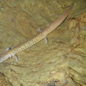 Tennessee cave salamander