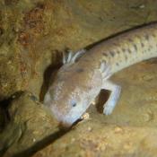 Tennessee cave salamander showing external gills