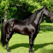 Tennessee walking horse