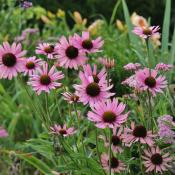 The Tennessee Purple Coneflower (echinacea tennesseensis); Tennessee state wildflower