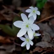 Tennessee wildflowers