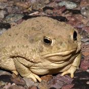 Texas toad