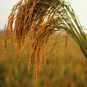 U.S. long grain rice