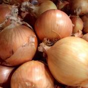 Vidalia sweet onions