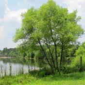 Summer tree in Prince Edward County, Virginia