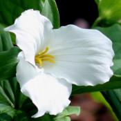 White trillium flower (Trillium grandiflorum)