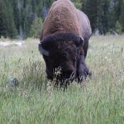 Bison Yellowstone National Park, Wyoming