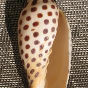 Junonia shell - Alabama state shell