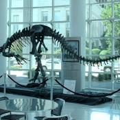 Allosaurus fossil skeleton