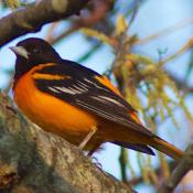 Baltimore oriole