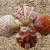 Bay scallop shells