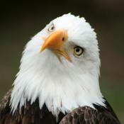 American bald eagle; our national bird