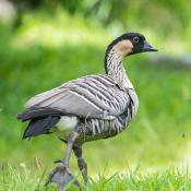 Wild nene (Hawaiian goose)