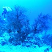 Black coral 