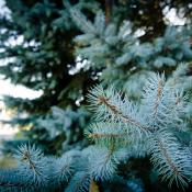 Blue spruce tree