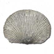 Brachiopod fossil