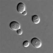 Brewer's yeast cells