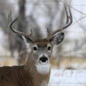 White-tailed deer (buck)