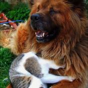 BFF dog and cat