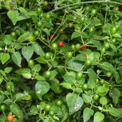 Chiltepin pepper plant