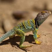 Collared lizard (Crotaphytus collaris)