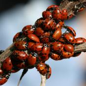 Convergent lady beetle (ladybug)