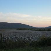 Alabama cotton field