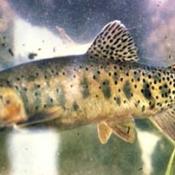 Cutthroat trout 